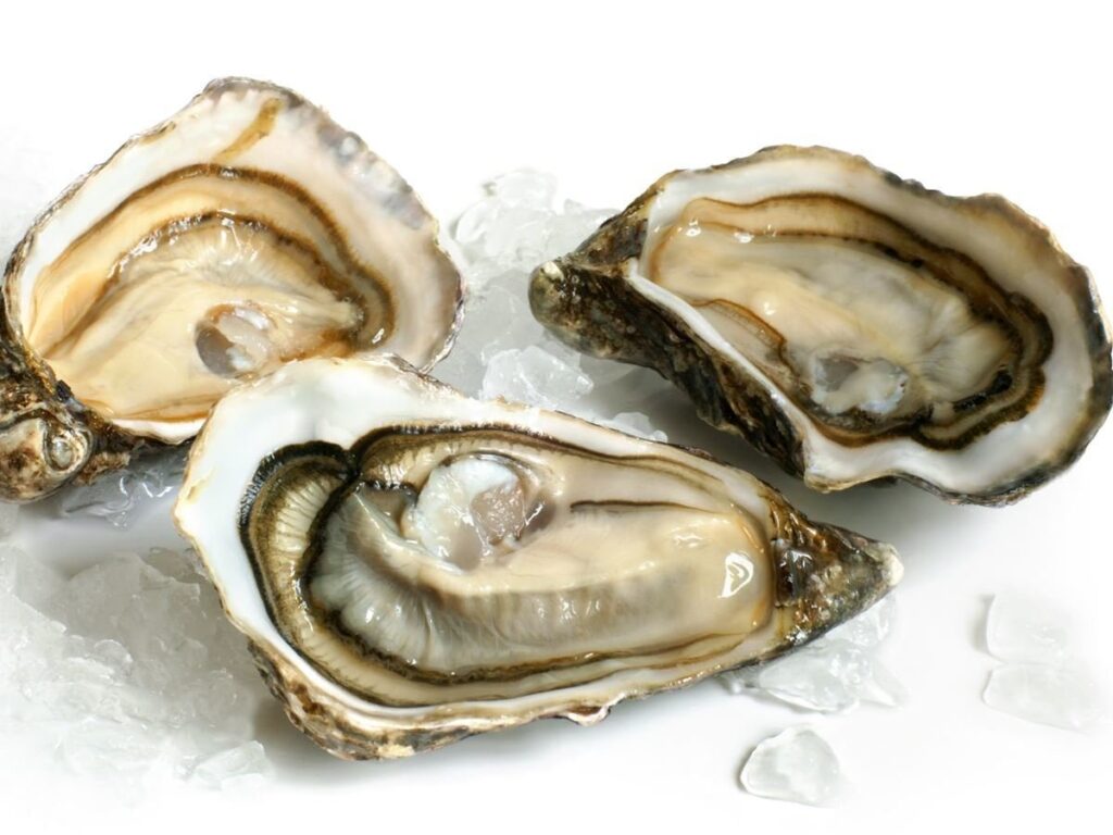 oysters