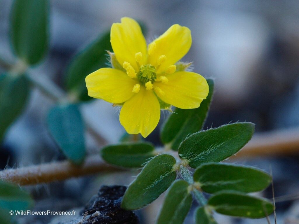 tribulus terrestris 7edcu